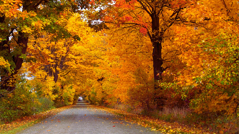 Fall Festivals